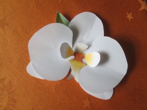IMG_1939