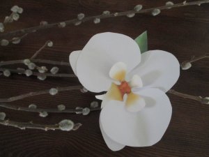 IMG_1940